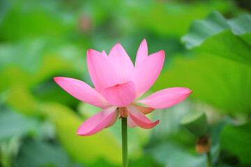 Beautiful pink lotus, close-up photos