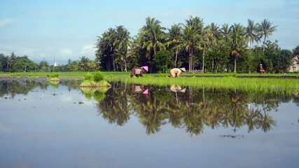 Fototapeta na wymiar Farmers are planting rice in the fields. Beautiful reflection on the water