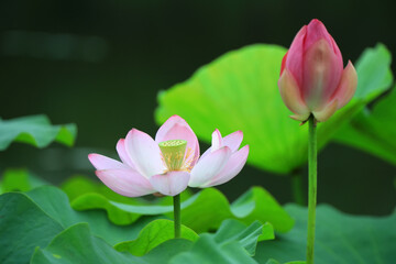 Beautiful pink lotus, close-up photos