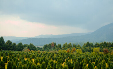 Bosque de pinos de Navidad 