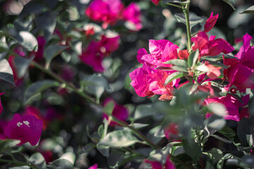 Flores moradas en el jardín, en primavera