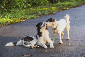 two dogs playing in the park