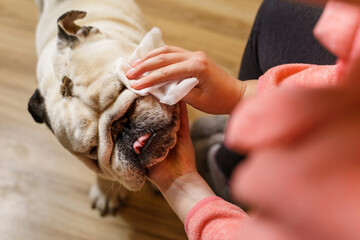 Unknown caucasian woman taking care of her dog - Hands of female girl using wet wipe to clean head of her pet adult senior english bulldog
