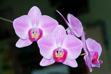 pink orchid flower, Delicate orchid