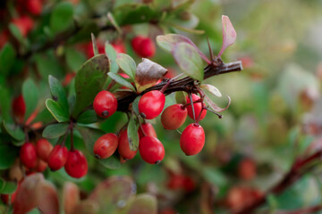 Photo of red ripe barberry berries on a branch. A berry with useful and medicinal properties.