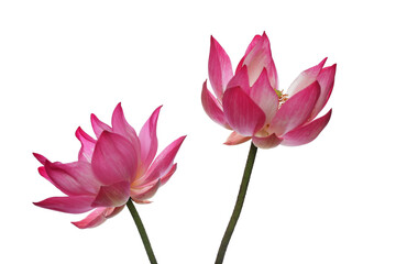 lotus flower