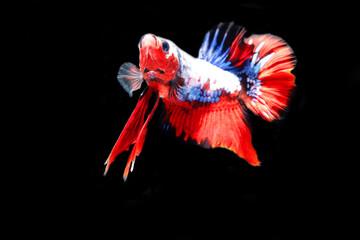 Obraz premium close up of Betta Siamese fighting fish, Betta splendens Pla-kad