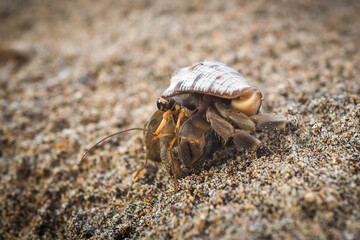crab on the beach