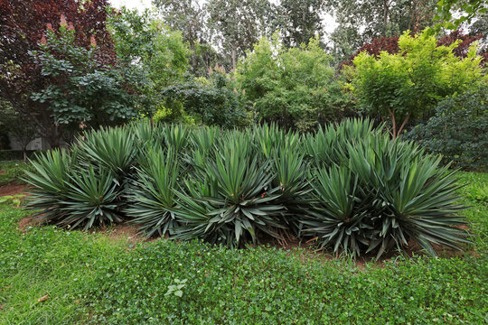 Yucca gloriosa in the park in summer, China