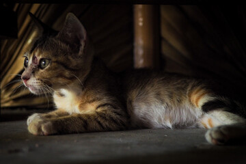 Small cat like a tiger 