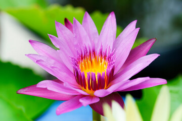 lotus flower