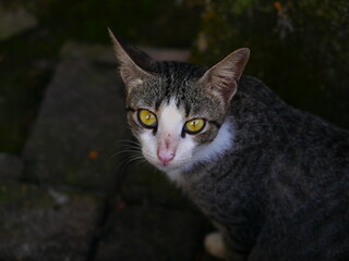 Potrait of cat. Cat looking at camera