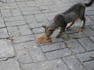 Street homeless cat eats dry food. Help stray animals, feeding.