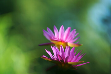 pink lotus flower