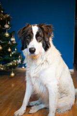 portrait of beautiful shepherd dog in front of christmas tree