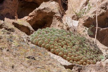 Desert Cactus Grouped Together