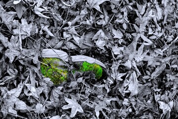 Lone tennis shoe laying on the forest floor with moss growing over the shoe. 