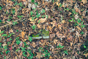 Lone tennis shoe laying on the forest floor with moss growing over the shoe. 