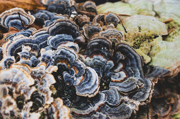 Close up on day blue-grey and copper color Turkey Tail growing on a tree. 