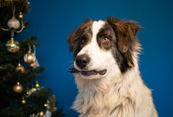 portrait of beautiful shepherd dog in front of christmas tree