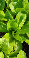 Fototapeta na wymiar fresh spinach leaves