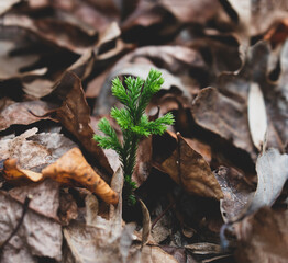 Small green sapling growing in fall, in between fallen autumn leaves. 
