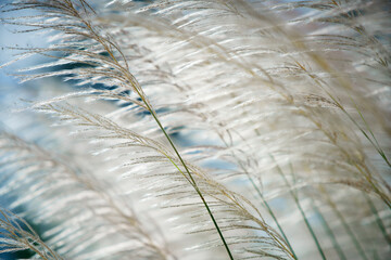 rural reeds grass