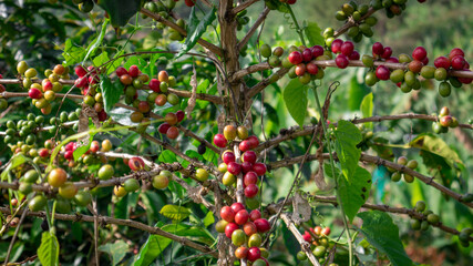Photograph of a coffee crop with green and ripe grain in Sevilla Valle del Cauca Colombia