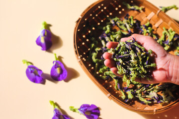 Hand in frame asian woman put Bunga Telang or Butterfly Pea flowers on bamboo plate, drying with sun light on isolated background. Selective focus, Copy space for text.  