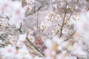 日本の四季桜
