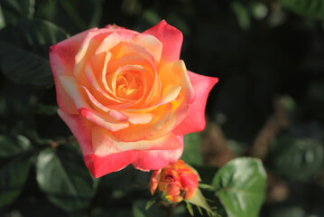 Art photo rose petals isolated on the natural blurred background. Closeup. For design, texture, background. Nature.