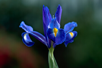 blue iris flower