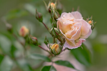 pink rose bud