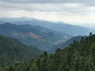 Fototapeta na wymiar Bosque nublado con pinos verdes y montañas
