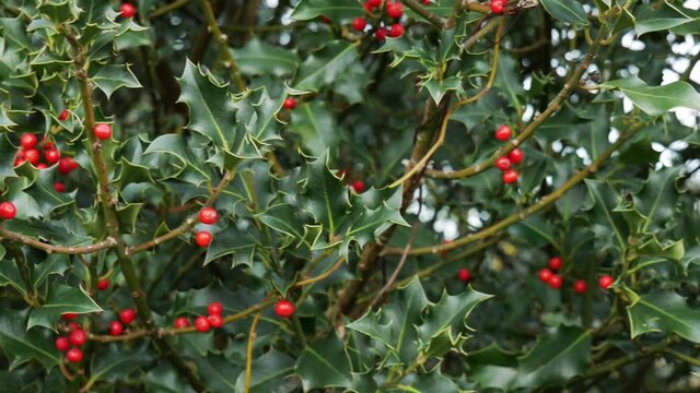 A holly bush with red berries sways gently in the autumn breeze. The Christmas festive favorite decoration will soon be picked for holiday wreaths.