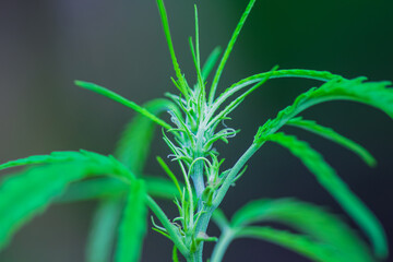 Fresh young green leaf of marijuana plant  nature background