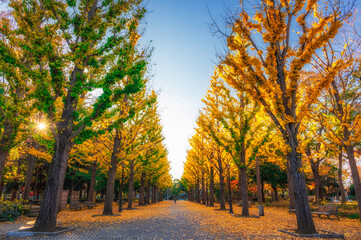 Row of yellow ginkgo tree in autumn. Autumn park in  Tsukuba, Japan.