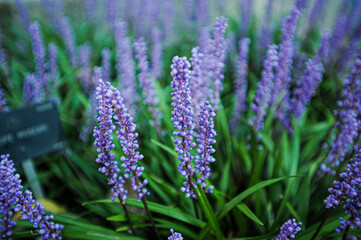 planta lavanda violeta.