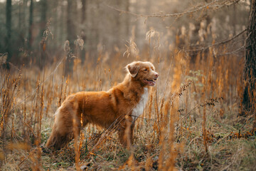 dog in the autumn forest. Nova Scotia Duck Tolling Retriever for a walk on nature at fall