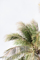 palm tree on blue sky