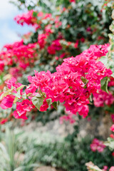 Obraz premium Pink Flowers