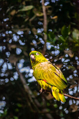 colourful parrot on a branch tropical jungle Amazonia