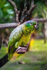 colourful parrot on a branch tropical jungle Amazonia