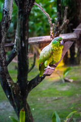 colourful parrot on a branch tropical jungle Amazonia
