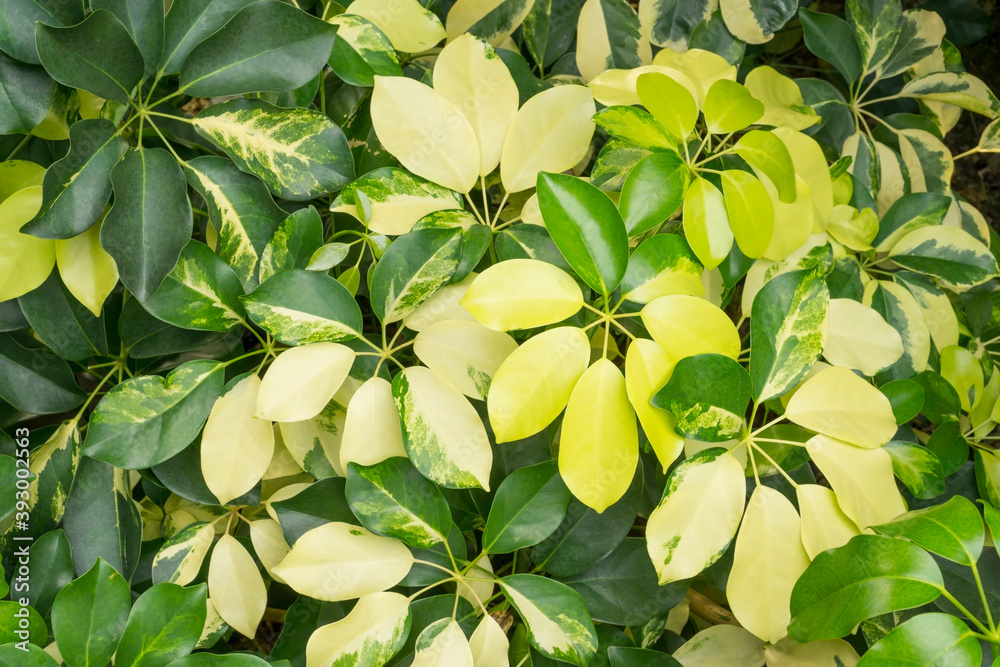 Wall mural variegated of pigmentation on dwarf umbrella plant's leaf