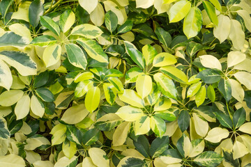 Fototapeta na wymiar Variegated of pigmentation on Dwarf Umbrella plant's leaf
