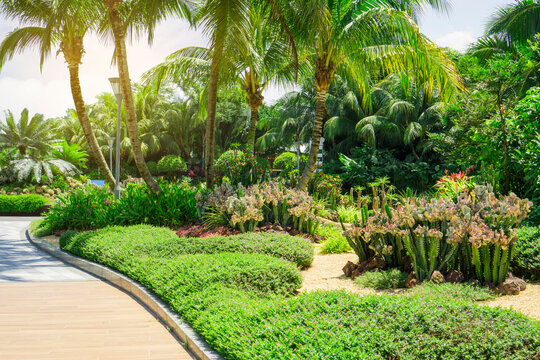 Tropical landscape with Cactuses, brown pebble, green leaf plant in Coconut palm trees garden