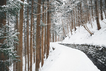 pine forest in winter