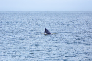 bryde's whale watching in gulf of thailand