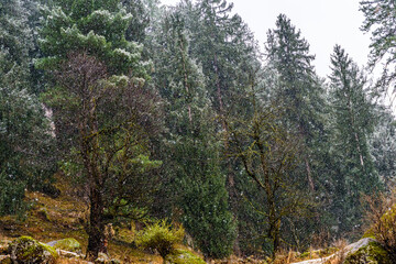 Winter landscape with snow falling on Alpine trees in Himalayas